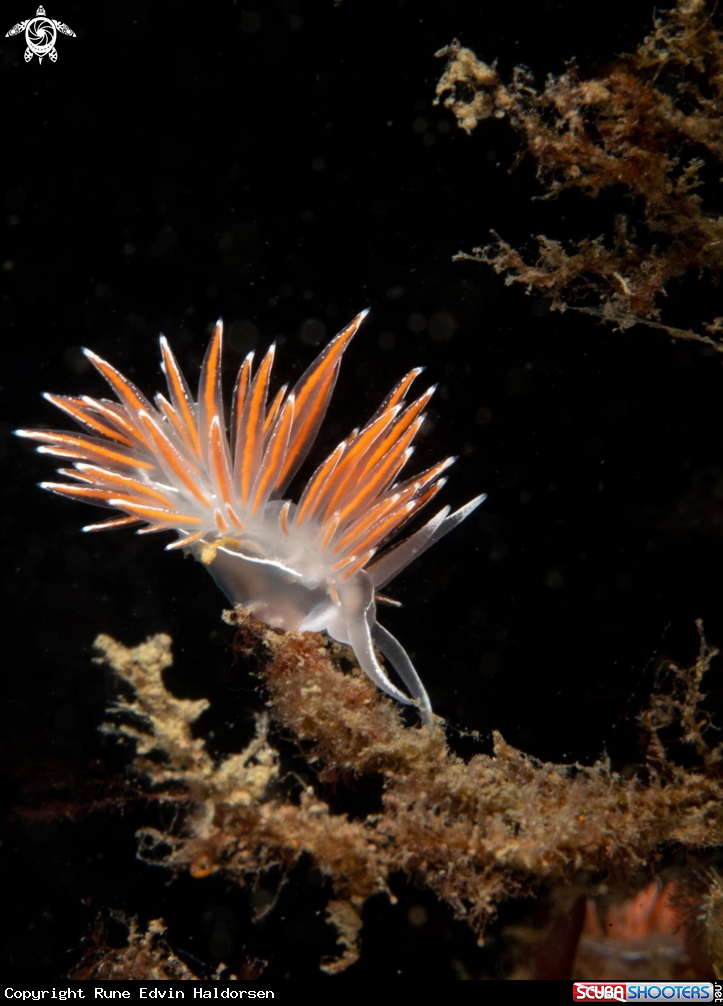 A Fjordia lineata