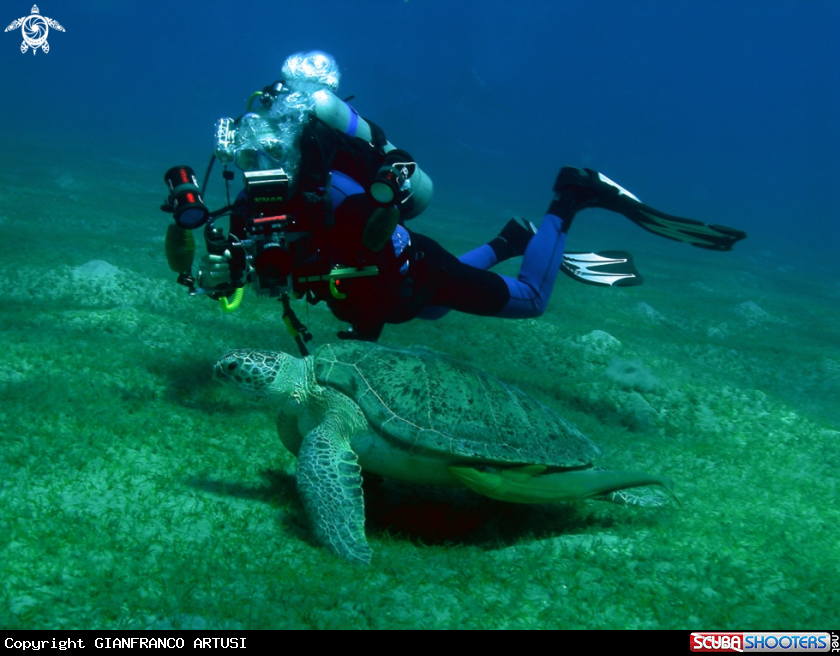 A underwater creature