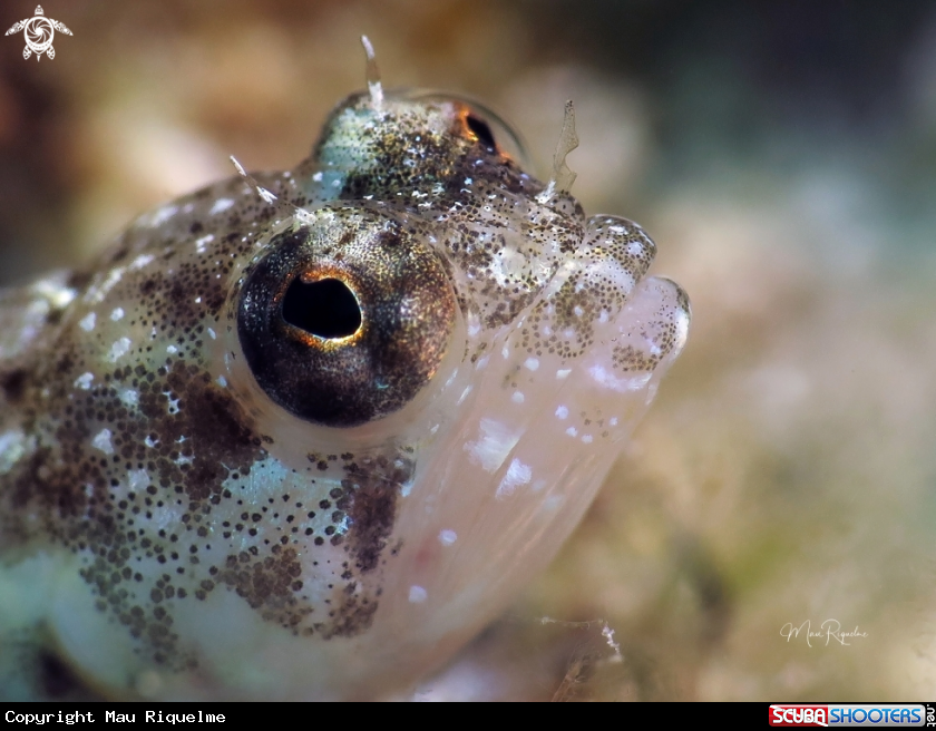 A Female Sailfin Blenny