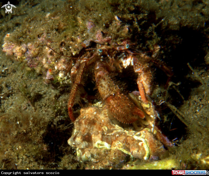 A underwater creature