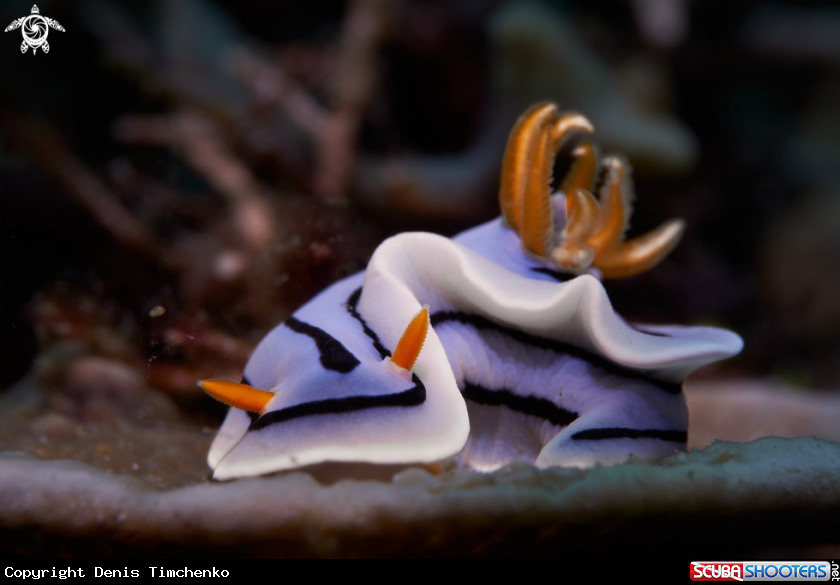 A NUDIBRANCH