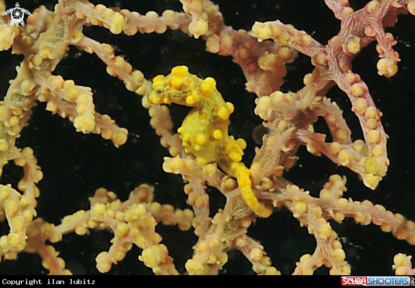 A pygmy sea horse