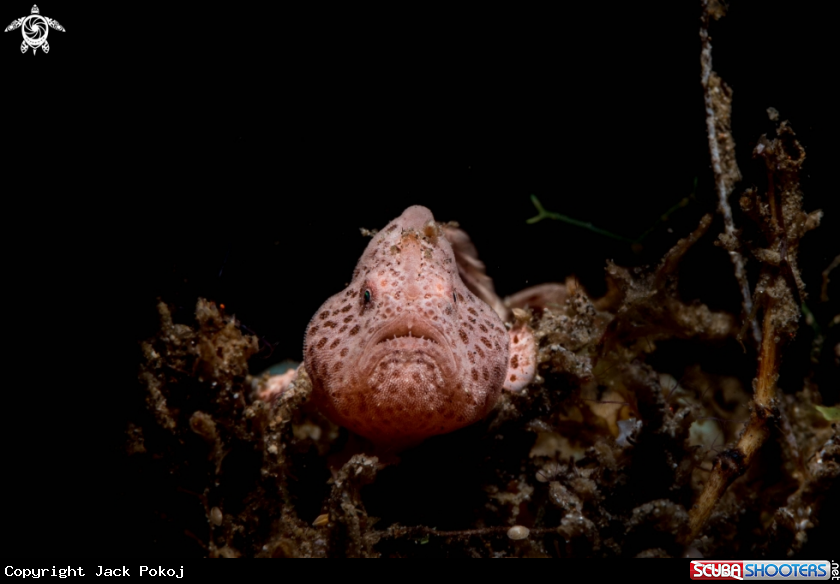 A Painted frogfish