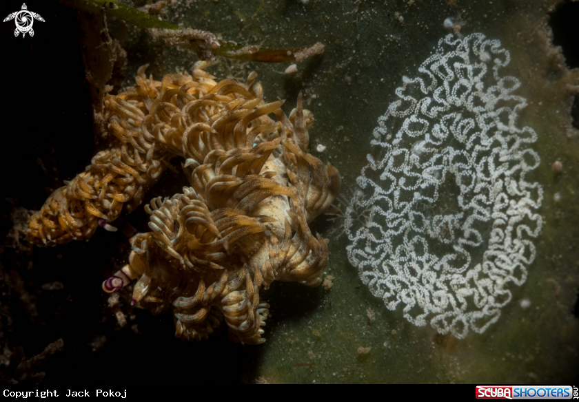 A Pteraeolidia semperi