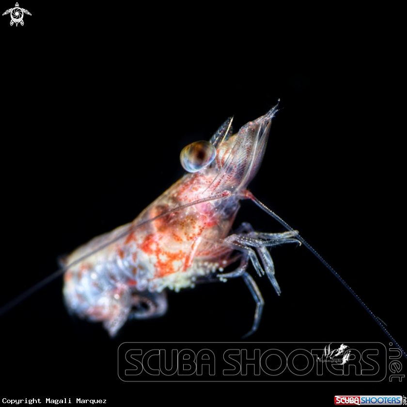 A Langostino 