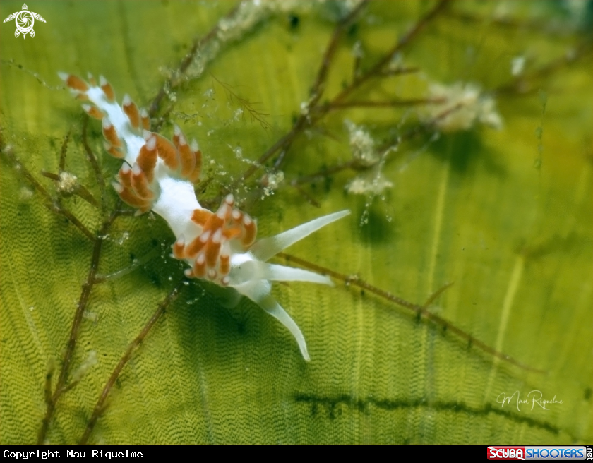 A Dushia Flabellina