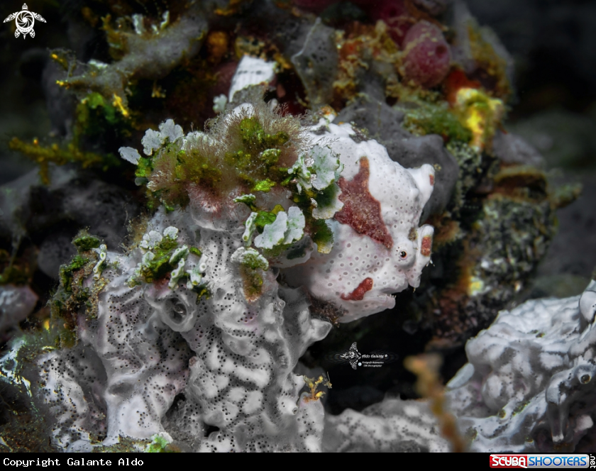 A Painted Frogfish