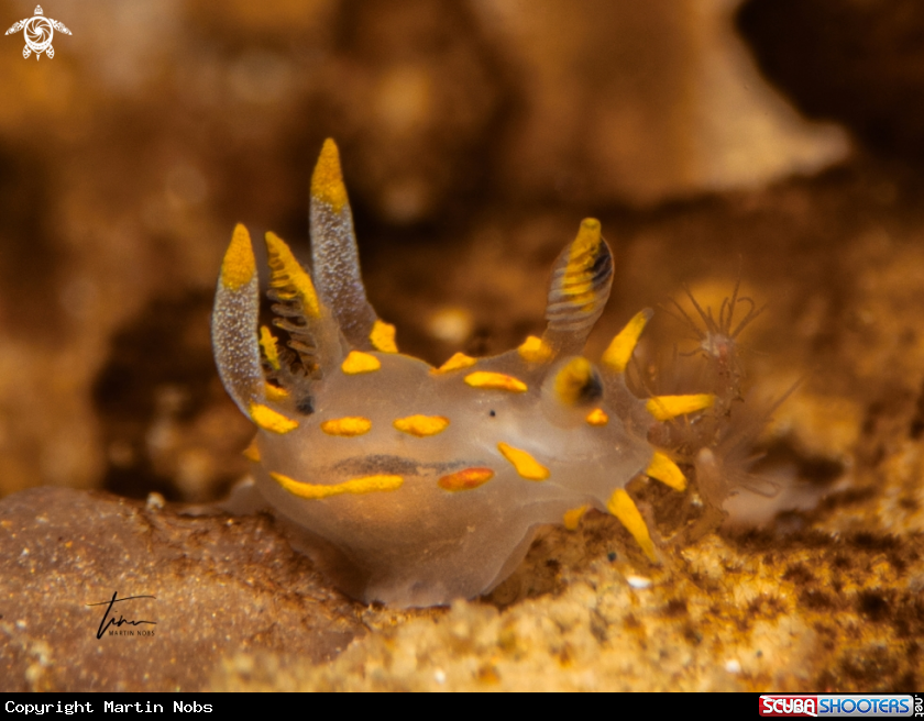 A Polycera quadrilineata