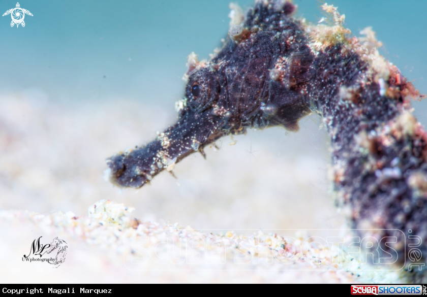 A Seahorse 