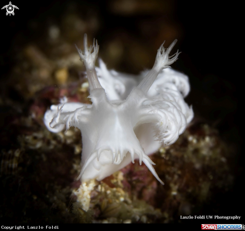 A Nudibranch