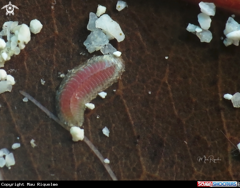 A Scale Worm