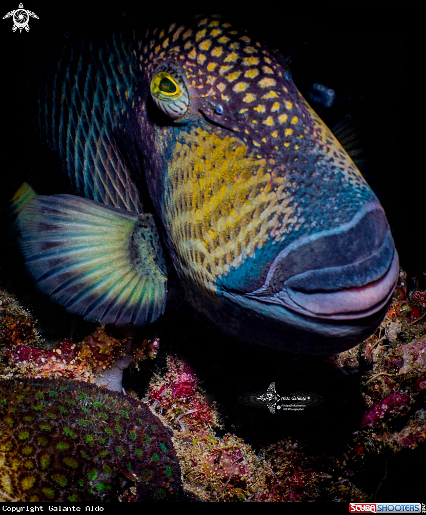 A Titan Triggerfish