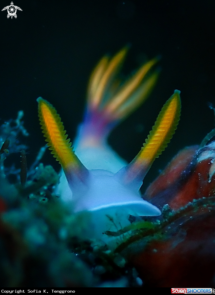 A Nudibranch