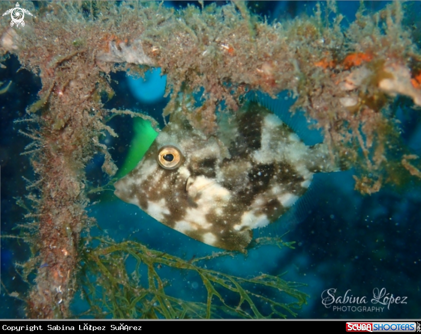 A Stephanolepis hispidus