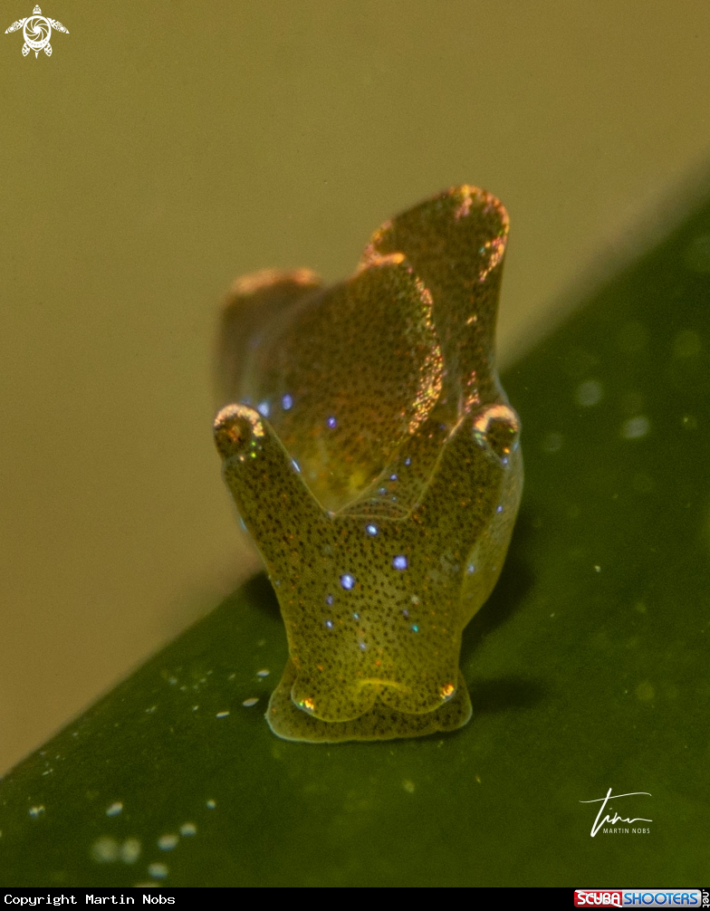 A Elysia translucent