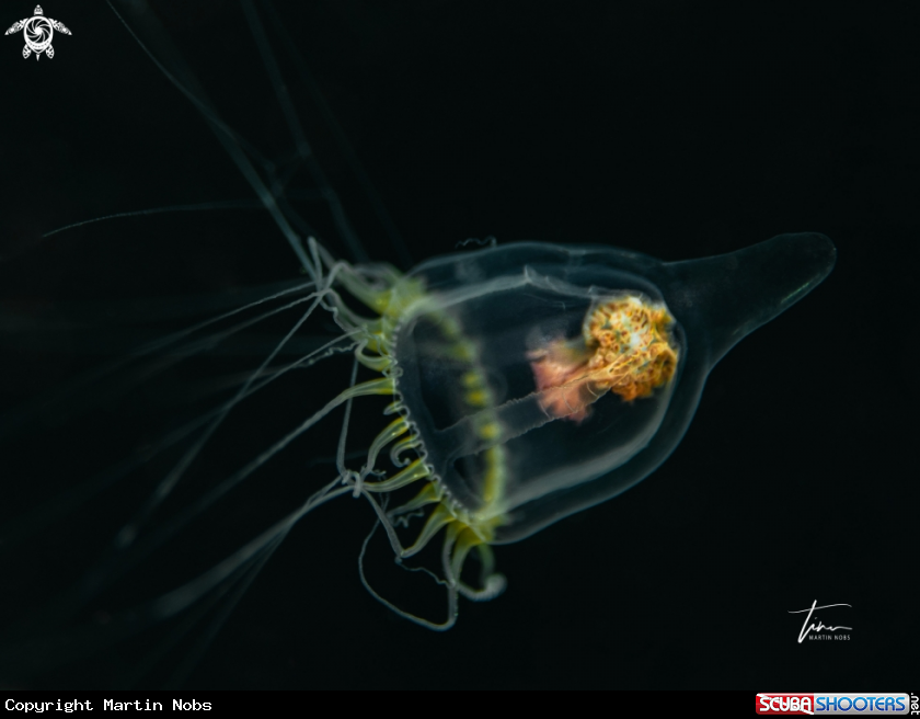 A Hydromedusa