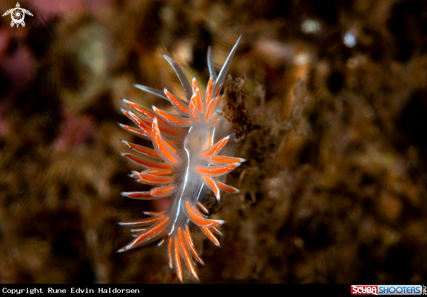 A Fjordia lineata