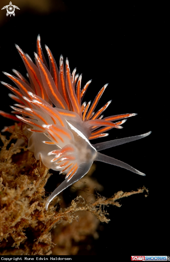 A Fjordia lineata