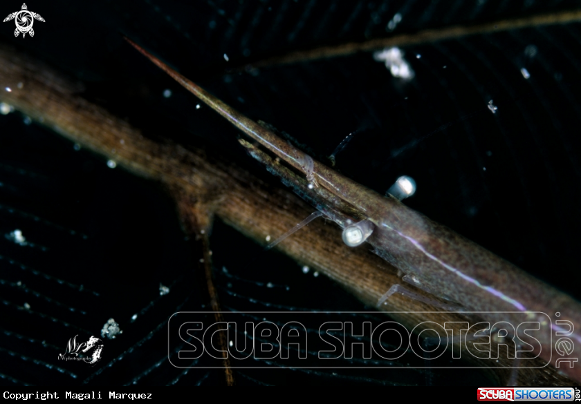 A Arrow Shrimp 
