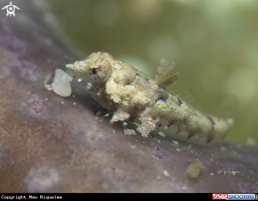 A Lancer Dragonet