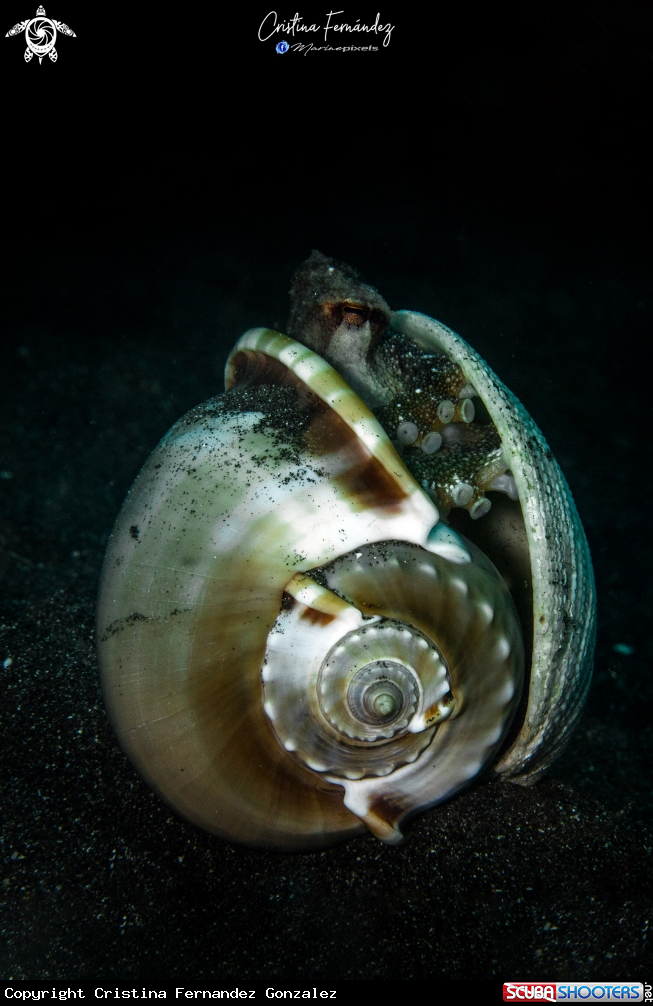 A Coconut octopus