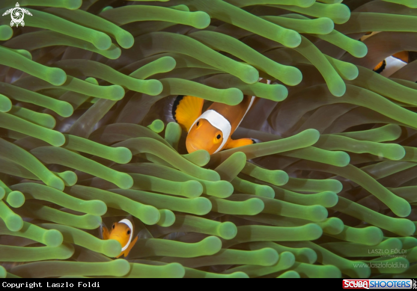 A Clownfish 
