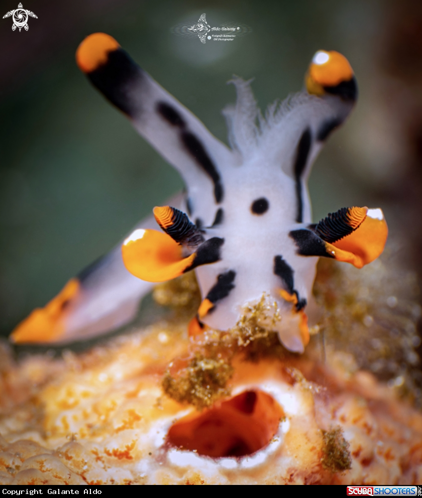 A Sea Slug