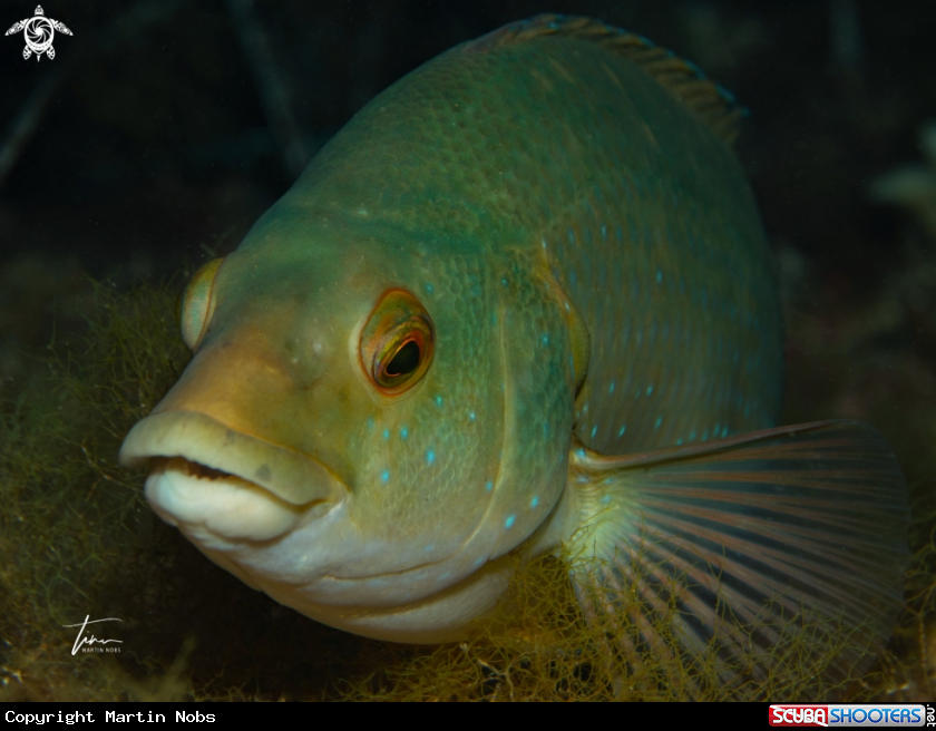 A Lipfish