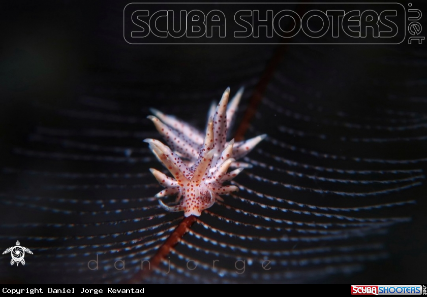 A Skeleton Nudibranch