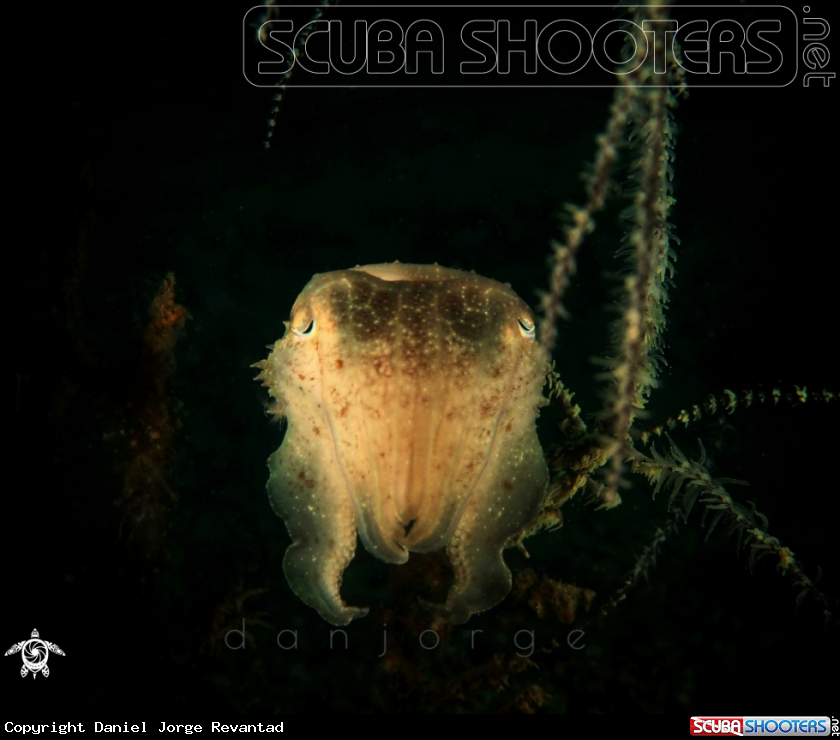 A Cuttlefish