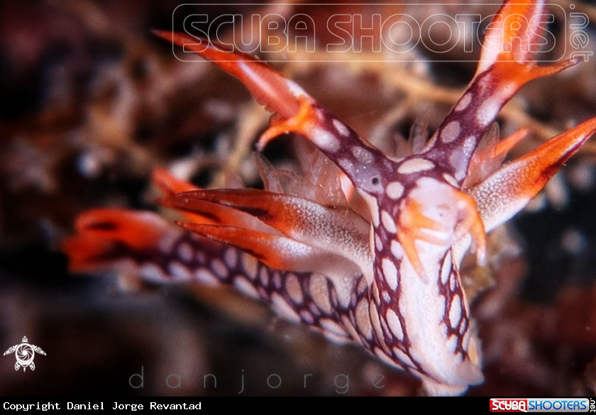 A Nudibranch
