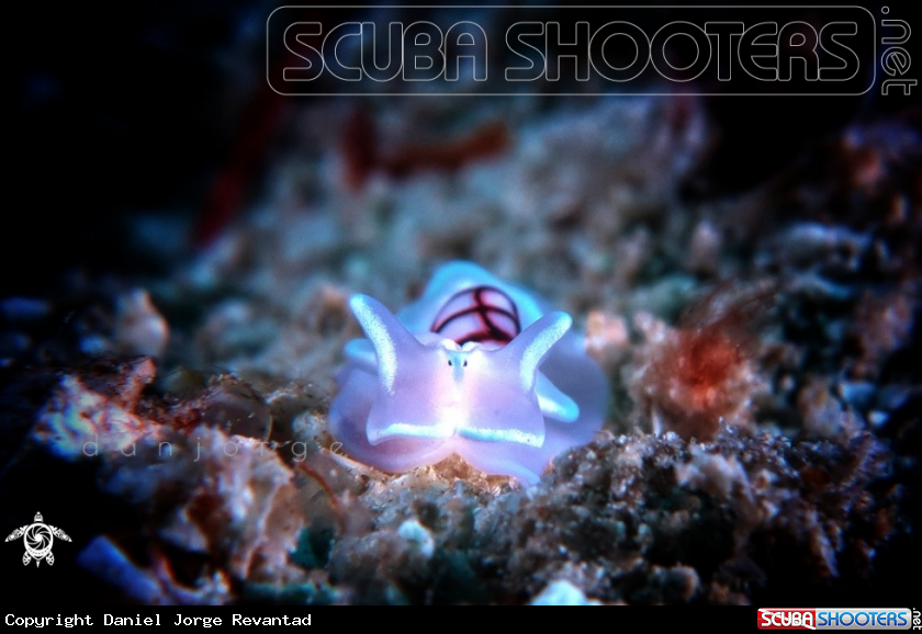 A Sea slug