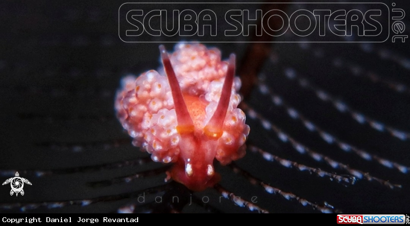 A Doto Nudibranch