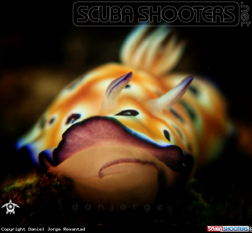 A Nudibranch