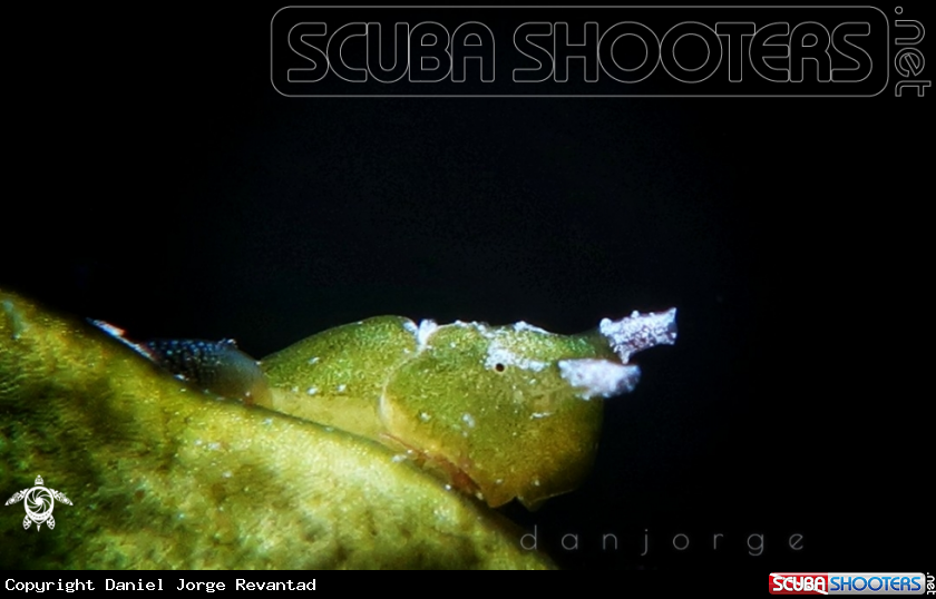 A Nudibranch