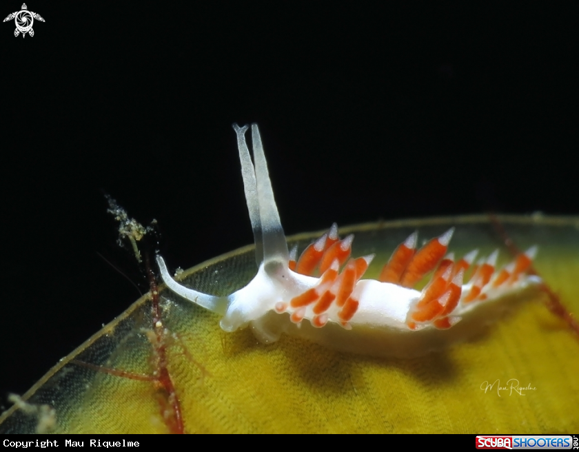 A Dushia Flabellina