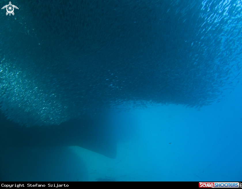 A underwater creature