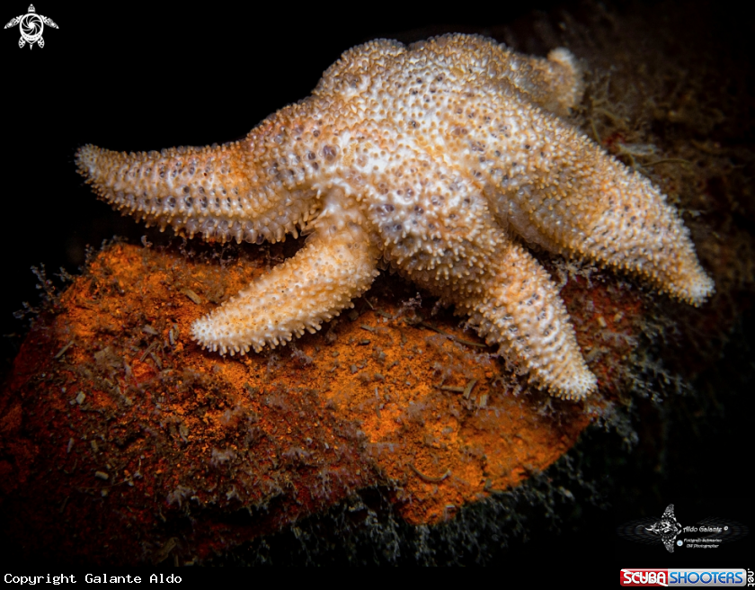 A Six Arms Star