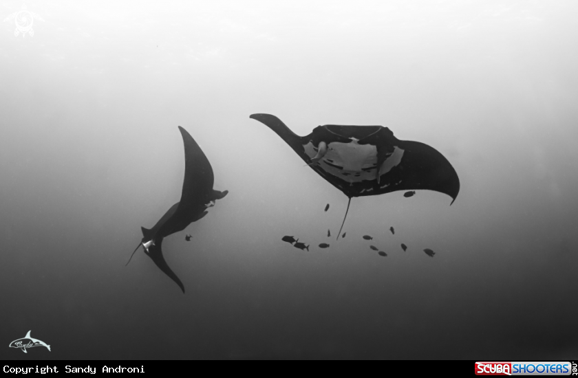 A Oceanic manta