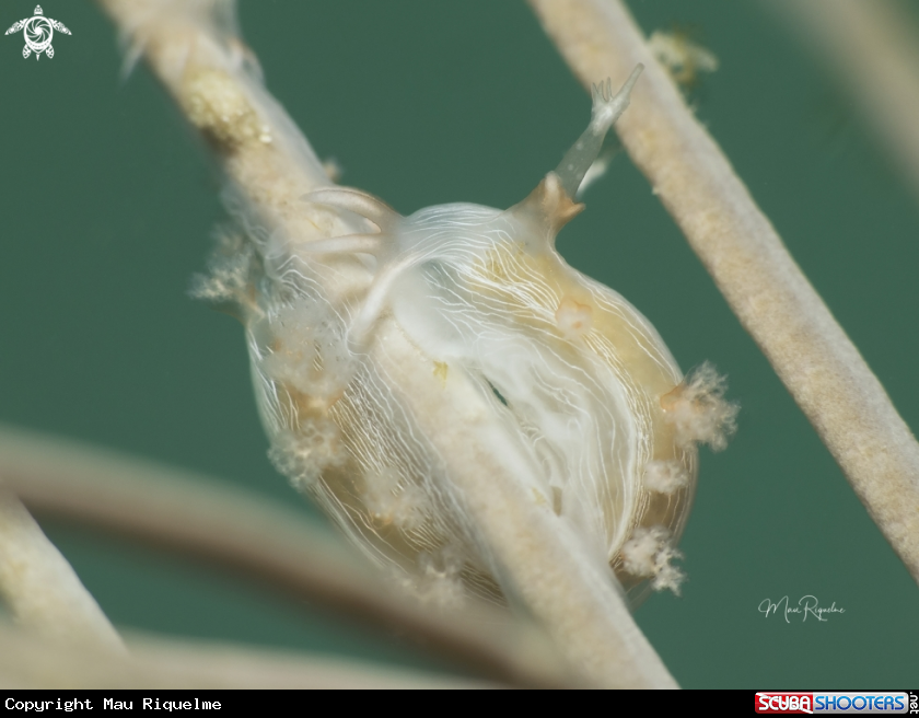 A Hamners' Tritonia