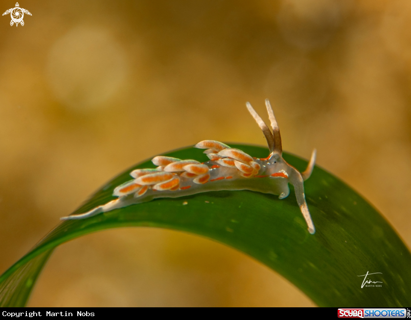 A Facelina rubrovittata