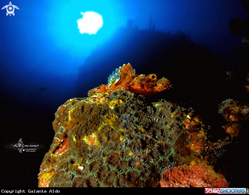 A Scorpionfish