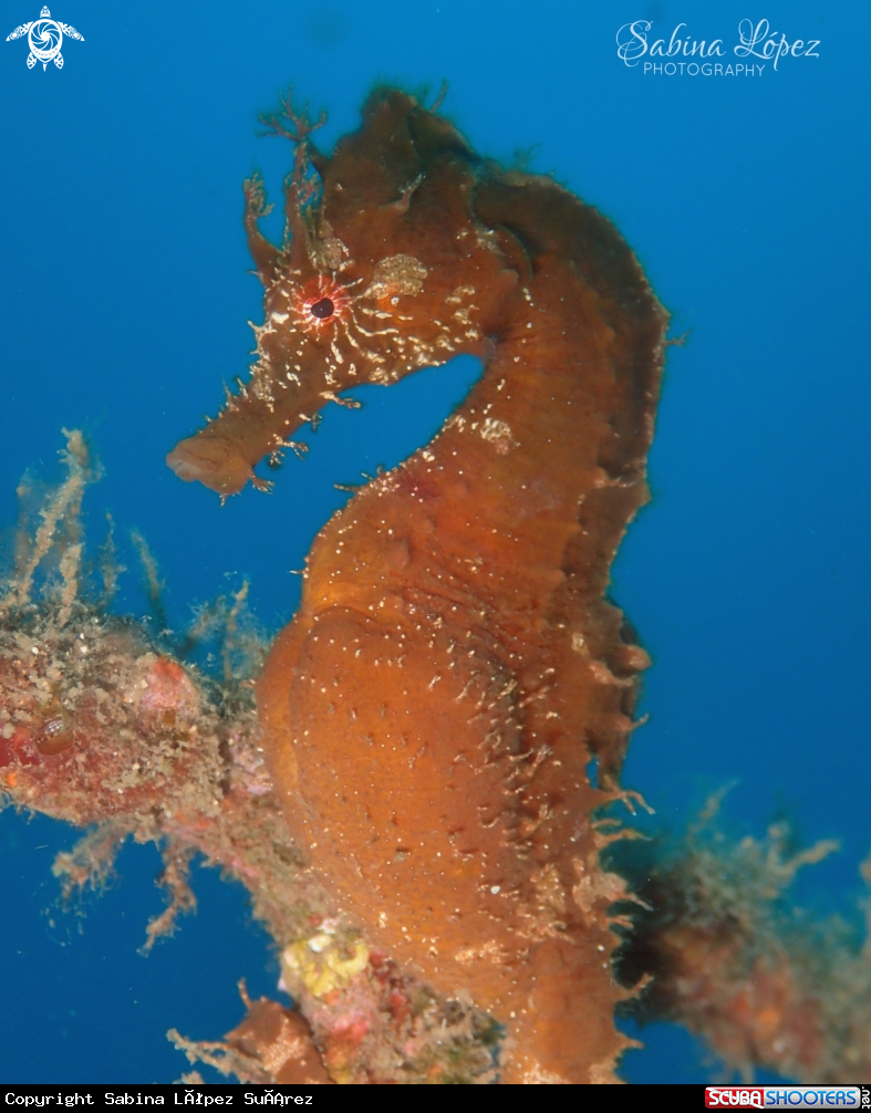 A Hippocampus hippocampus