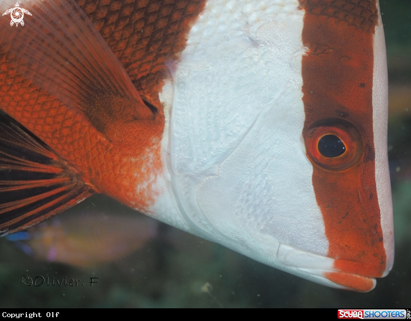 A Lutjanus sebae