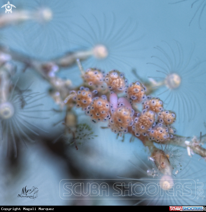 A Doto sp nudibranch 