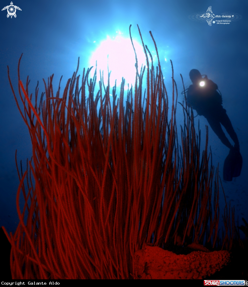 A Soft Coral