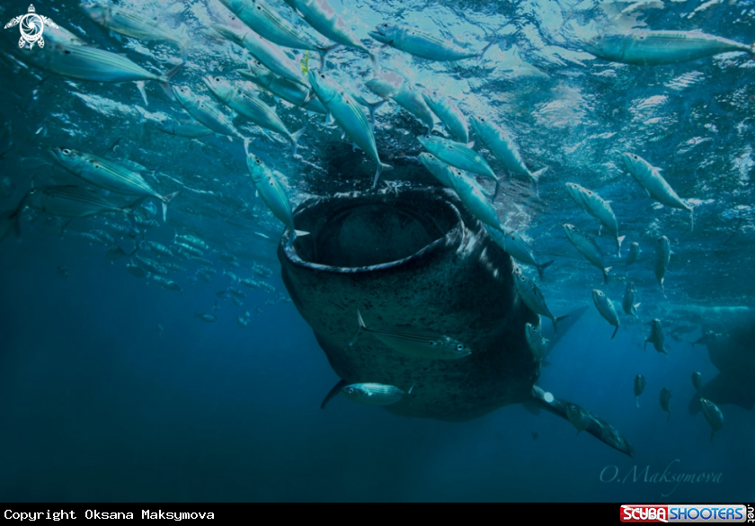 A Whale shark