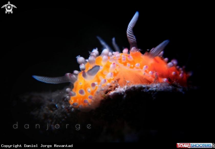 A Nudibranch