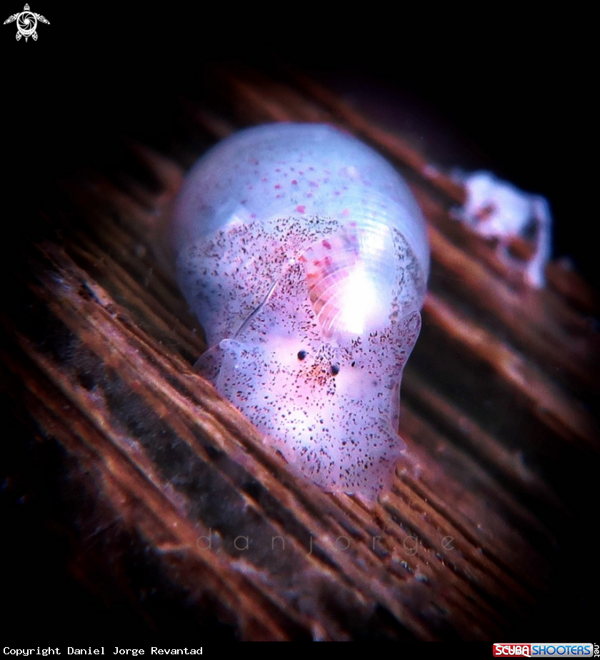 A Sea slug