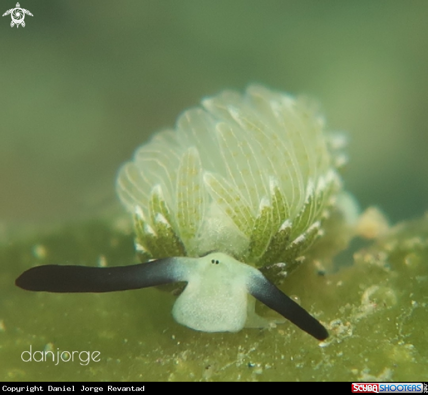 A Nudibranch